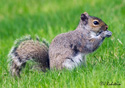 Sciurus carolinensis